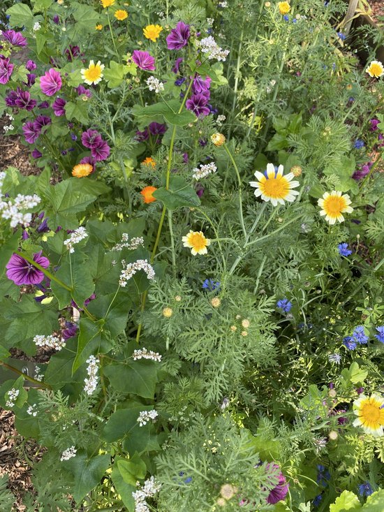 Veldbloemen zaad - Kleurrijke Akkerrand 10 gram - 5 m2 - klaproos - korenbloem - cosmea - goudsbloem - gele ganzenbloem