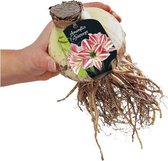 Plantenwinkel Amaryllis Gestreept Amaryllis bol per 1 stuks
