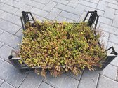 Sedum Sexangulare (tray) - Sedumpluggen voor groen dak