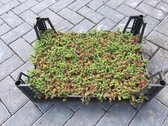 Sedum Album Athoum (tray) - Sedumpluggen voor groen dak