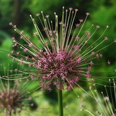 8x Sierui - Allium schubertii - Paars - 8 bollen