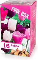 16x Sierui - Allium 'The Pink Box' - Roze - Winterhard - 16 bollen