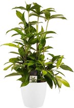 Decorum Dracaena Surculosa - Kamerplant - Drakenplant - Met Elho® Brussels Bloempot Wit - 55cm