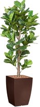 HTT - Kunstplant Ficus Lyrata in Genesis vierkant bruin H230 cm