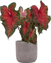 XL Caladium Wild Fire met pot Evelyn Pink ↕70cm - Kamerplant