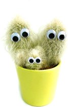 “Meet the Pricks” Fluffy Cactus Leuk Cadeautje! Huiskamer Kantoor Plant Googly Eyes Grappig