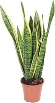 Kamerplant van Botanicly – Vrouwentongen – Hoogte: 25 cm – Sansevieria Laurentii