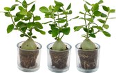 Kamerplanten van Botanicly – 3 × Hydnophytum Papuanum in Glas pot als set – Hoogte: 30 cm