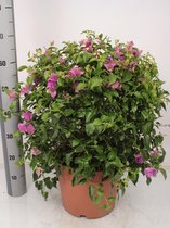 Bloem van Botanicly – Bougainville – Hoogte: 70 cm – Bougainvillea glabra Alexandra