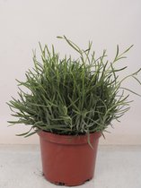 Kruid van Botanicly – Lavendel – Hoogte: 40 cm – Lavandula angustifolia