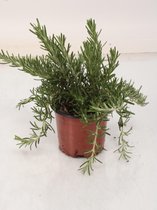 Kruid van Botanicly – Rozemarijn – Hoogte: 20 cm – Rosmarinus officinalis Prostratus
