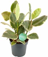 Kamerplant van Botanicly – Rubberboom – Hoogte: 45 cm – Ficus Elastica Tineke