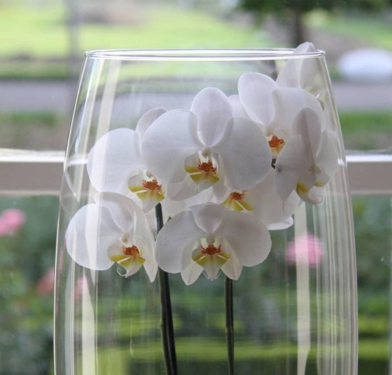 Orchidee wit in vaas bol.com