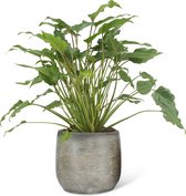 We Love Plants - Philodendron Xanadu + Pot Inge- 40 cm hoog - Middelgrote kamerplant