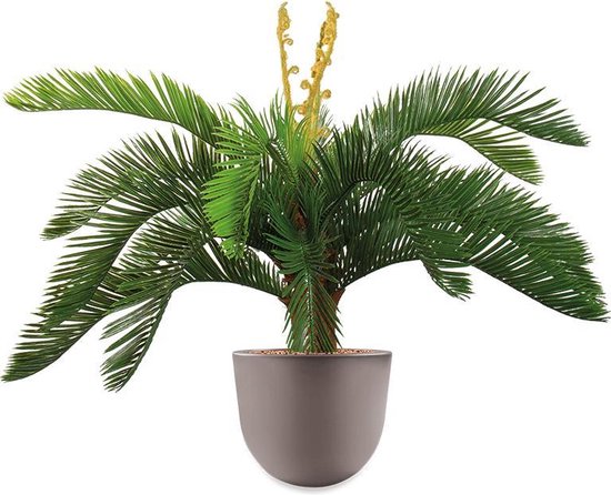HTT - Kunstplant Cycas in Eggy taupe H70 cm