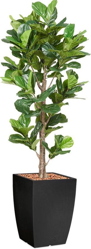HTT - Kunstplant Ficus Lyrata in Genesis vierkant antraciet H230 cm
