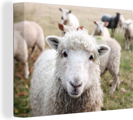 Peintures sur Toile - Animaux - Moutons - Ferme - 40x30 cm - Décoration murale