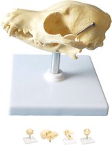 Anatomie model schedel hond, 12x10x12 cm