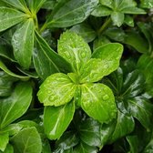 Pachysandra terminalis 'Green Sheen' - Dikkemanskruid Green Sheen 5-10 cm p9 per 12