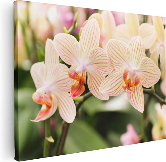 Artaza Canvas Schilderij Gestreepte Witte Orchidee Bloemen - 80x60 - Foto Op Canvas - Canvas Print