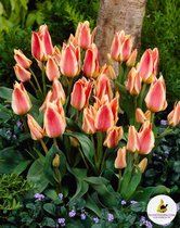 Tulips Quebec 12/+ (x10)