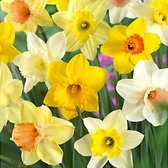 30x Narcis - Narcissus - Mix 'Super Trumpets' - 30 bollen