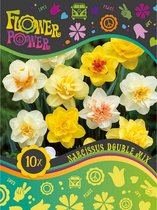 10x Narcis - Narcissus - Mix 'Double Trouble' - 10 bollen