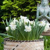 15x Narcis - Narcissus 'Mount Hood' - Wit - 15 bollen