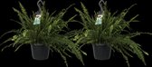 Hellogreen Kamerplant - Duo Nephrolepis exaltata - Green Lady - 40 cm