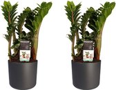 Hellogreen Kamerplant - Set van 2 - Zamio Zenzi - 40 cm - Elho B.For Soft antraciet