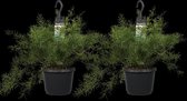 Hellogreen Kamerplant - Duo Asparagus densiflorus - Sprengeri - 40 cm
