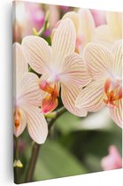 Artaza Canvas Schilderij Gestreepte Witte Orchidee Bloemen - 40x50 - Foto Op Canvas - Canvas Print