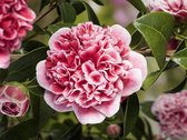 Camellia  'Volunteer' | Japanse roos - Buitenplant in kwekerspot ⌀13 cm - ↕15-20 cm
