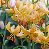 3x Lelies - Lilium 'Guinea White' - wit-geel - 3 bollen - Ø14cm