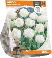 Plantenwinkel Tulipa Double Late Ice Age tulpen bloembollen per 5 stuks