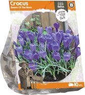 Plantenwinkel Crocus Queen Of The Blues bloembollen per 10 stuks