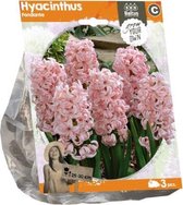 Plantenwinkel Hyacinthus Fondante bloembollen per 3 stuks