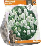 Plantenwinkel Muscari White Magic bloembollen per 10 stuks