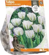 Plantenwinkel Tulipa Viridiflora Green Spirit tulpen bloembollen per 5 stuks