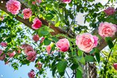 Tuinposter - Roze rozen - omgezoomde rand - 120x80cm