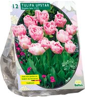 Plantenwinkel Tulipa Dubbel Laat Upstar tulpen bloembollen per 12 stuks