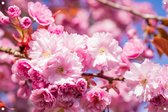 Tuinposter - Kersenbloesem in de lente - omgezoomde rand - 120x80cm