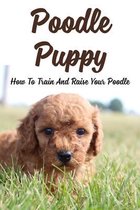 Poodle Puppy: How To Train And Raise Your Poodle