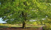 Fotobehang Beukenboom in het voorjaar 350 x 260 cm