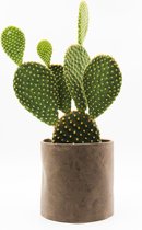 Ikhebeencactus | Set van 5 | Cactus en vetplanten mix in Bali sierpot|  10-16 cm