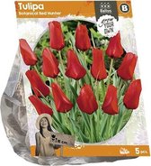 Plantenwinkel Tulipa Botanical Red Hunter tulpen bloembollen per 5 stuks