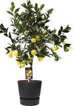 Fruitgewas van Botanicly – Citrus limetta Pursha in zwart ELHO plastic pot als set – Hoogte: 85 cm