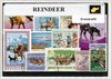 Afbeelding van het spelletje Rendieren – Luxe postzegel pakket (A6 formaat) : collectie van verschillende postzegels van rendieren – kan als ansichtkaart in een A6 envelop - authentiek cadeau - cadeau - geschenk - kaart - kerst - arreslee - hert - Rangifer tarandus - kariboe