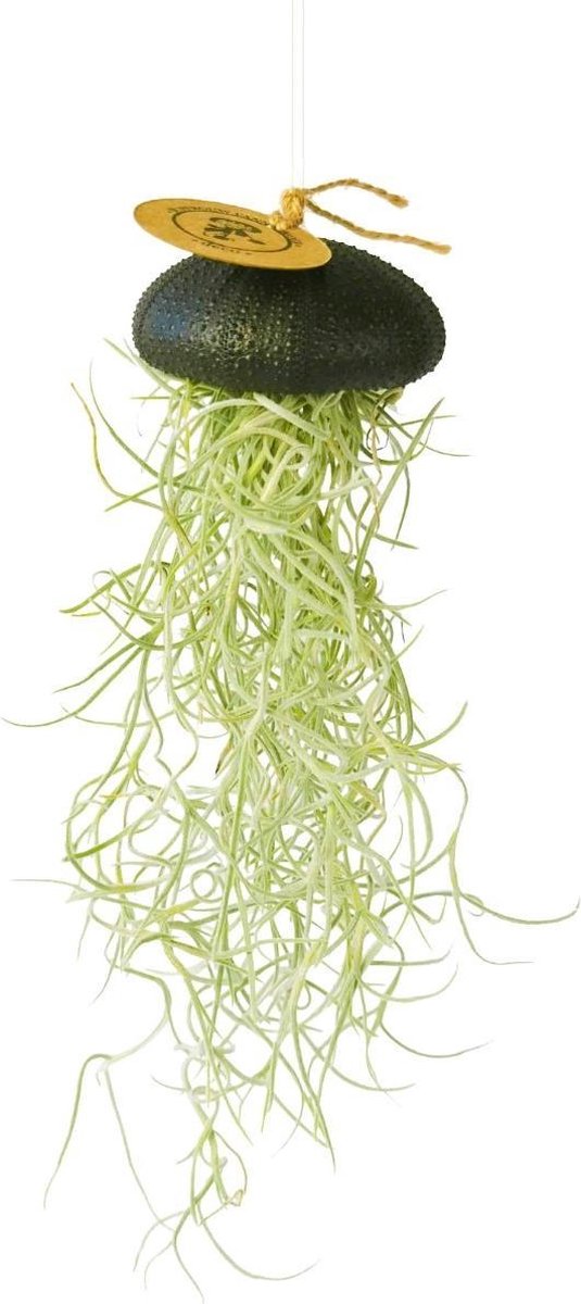 Airplant - Luchtplant -Tillandsia Usneoides - Zeeëgel Zwart - Jellyfish - Kwal - Kwalletje - Hangend - Cadeau