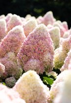 Hydrangea paniculata Living Summer Love®